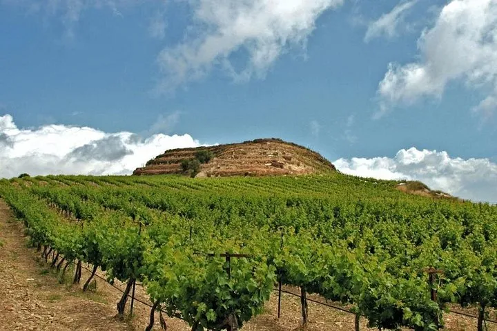 Vineyard rows below the White Mountains on a Crete wine and olive oil tour, Greece
