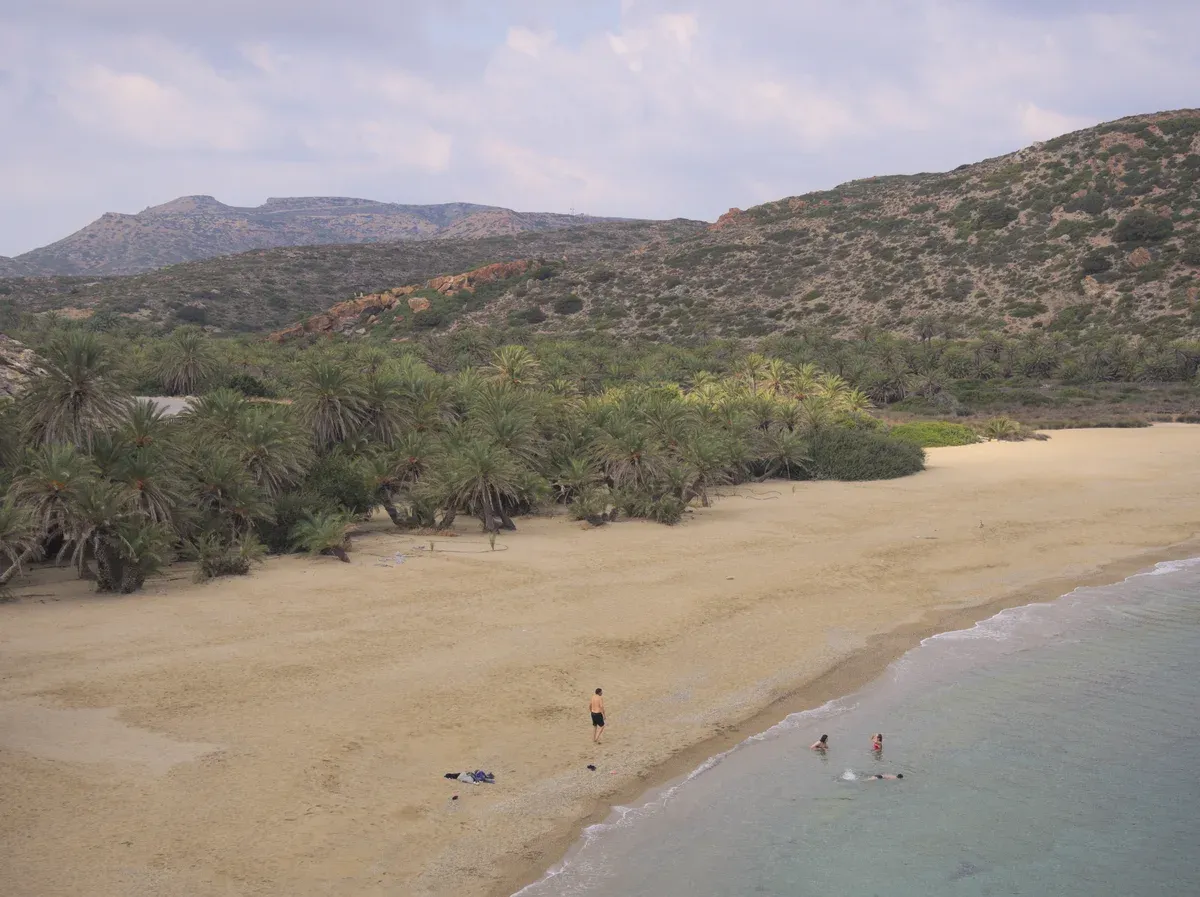 The native palm forest backing Vai beach, a Blue Flag Crete beaches stop